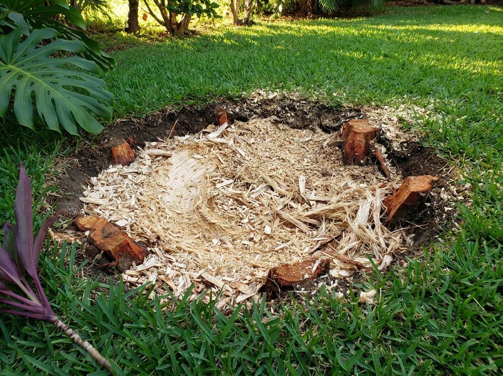 Tree stump in Honolulu ground down below grade, leaving a depression of fresh wood chips and cut root flares in the lawn