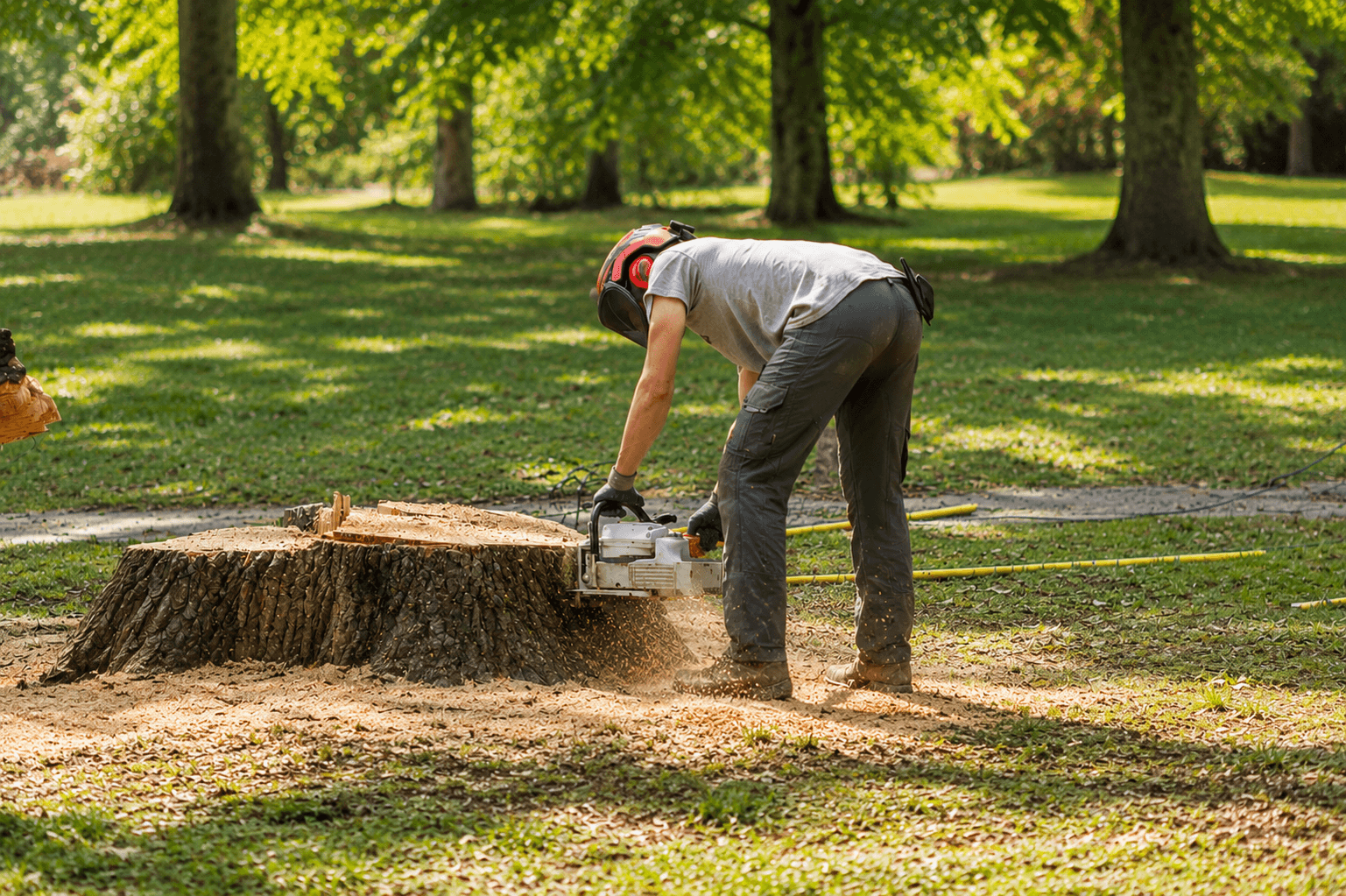 Remove Tree Trunk In Honolulu crew member cutting a tree trunk with a chainsaw